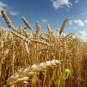 Пшениця озима посівна Фіделіус, Еліта